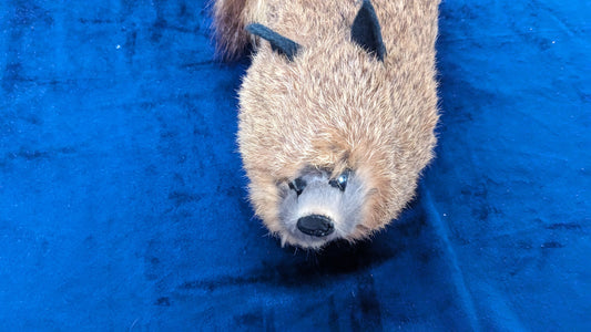 【中古:状態A】ラックーン Rocky Raccoon