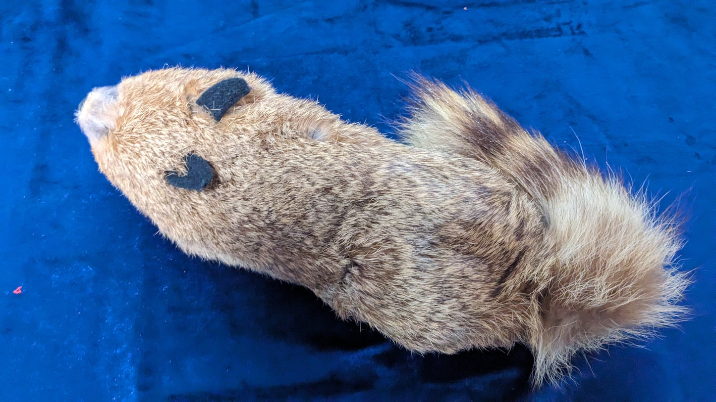 【中古:状態A】ラックーン Rocky Raccoon