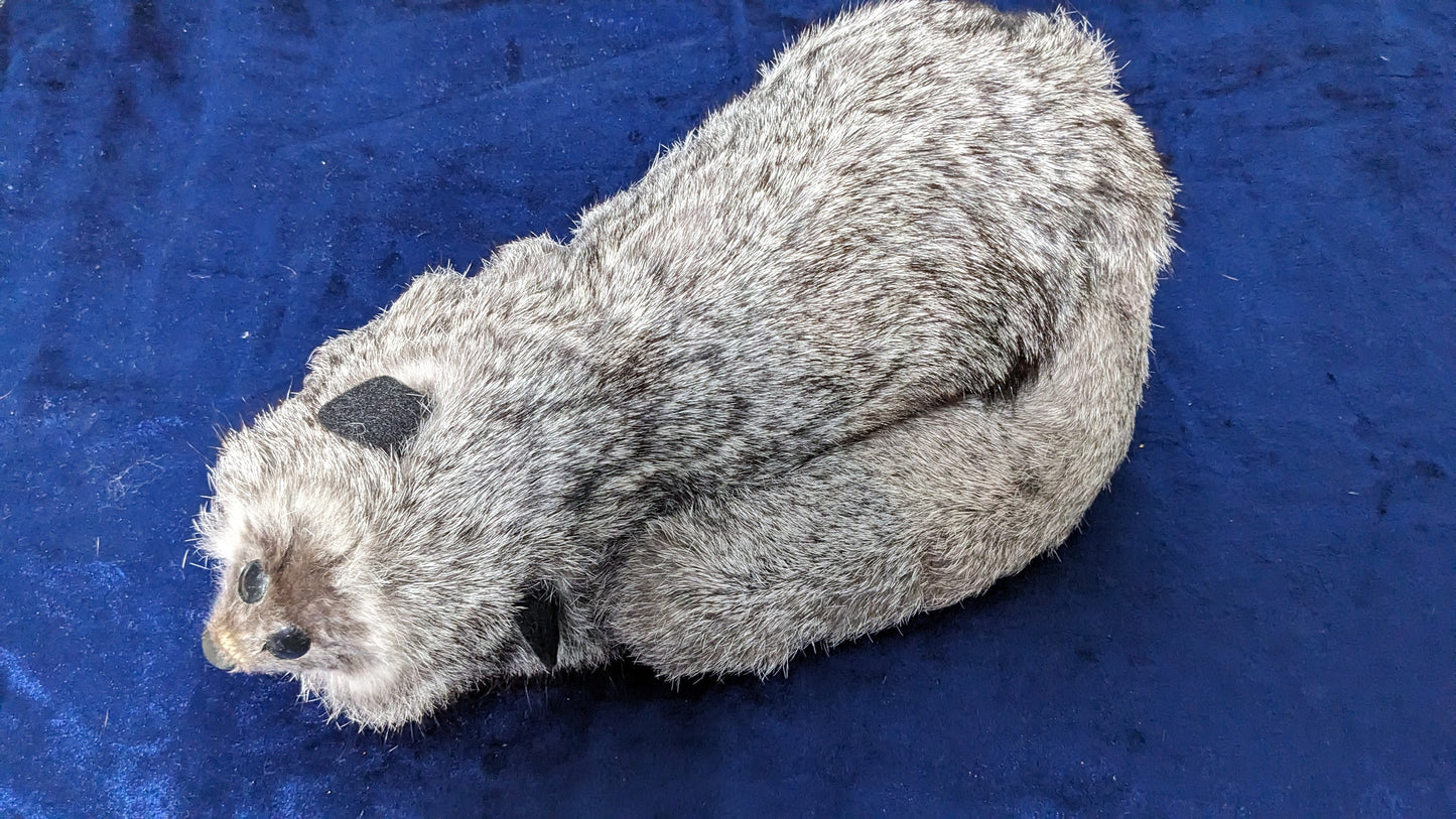 【中古:状態A】Rocky Raccoon SILVER FOX/ラックーン