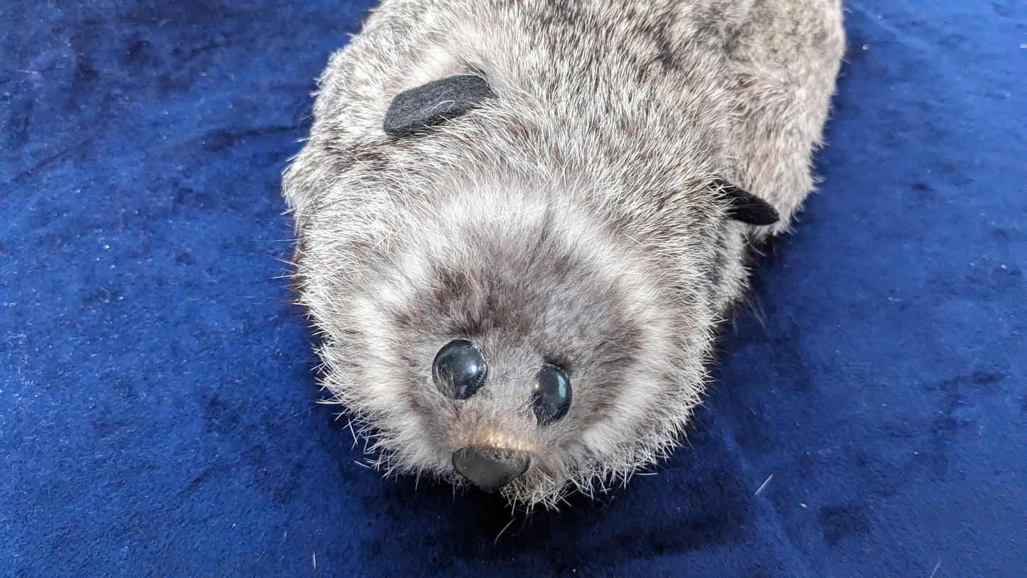 【中古:状態A】Rocky Raccoon SILVER FOX/ラックーン